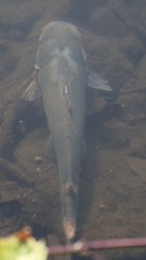 Ictalurus