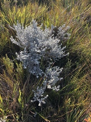 Amphithalea violacea