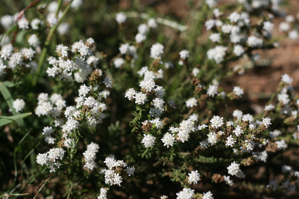 Selago (Selago decipiens) - Botanical Realm