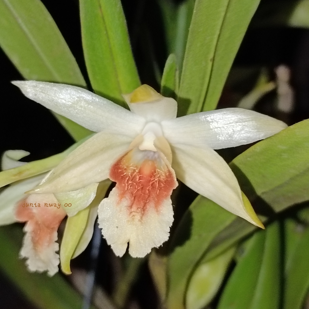 Dendrobium williamsonii Day & Rchb.f.