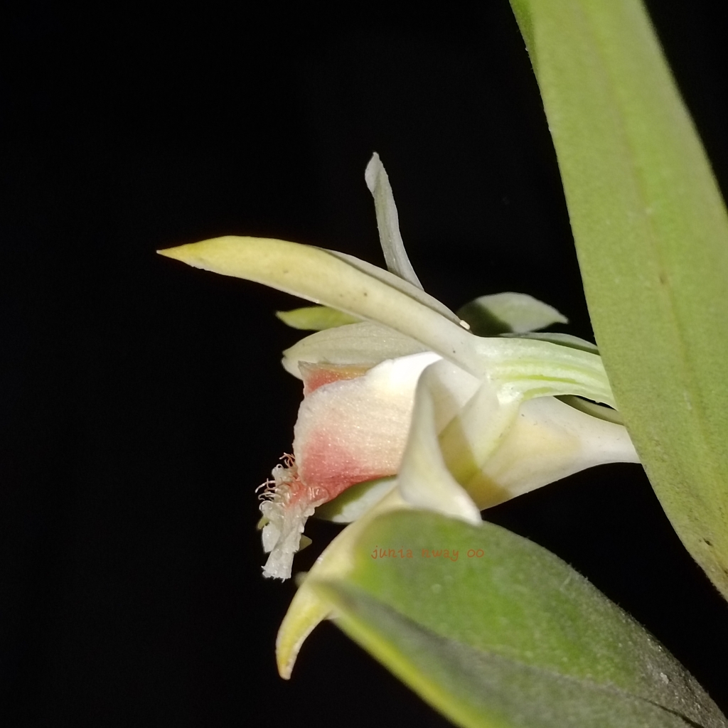 Dendrobium williamsonii Day & Rchb.f. 2