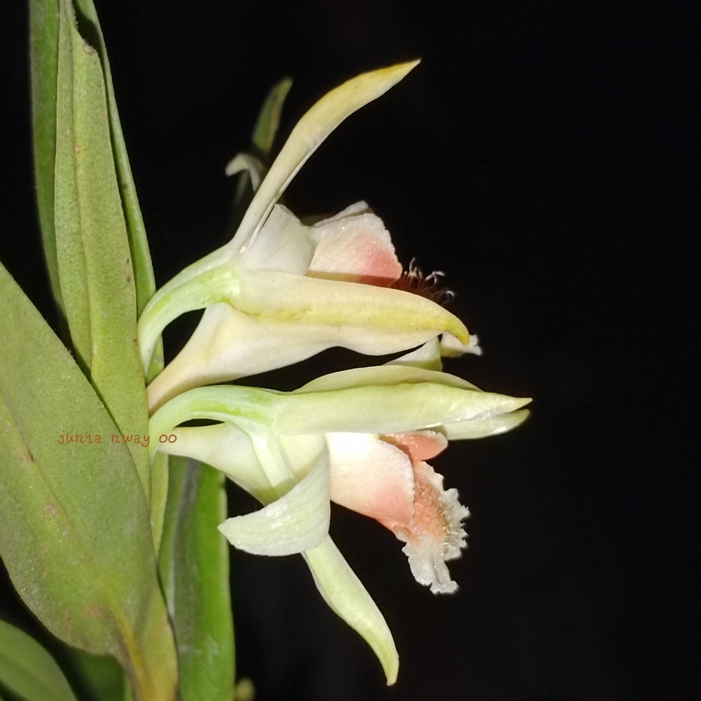 Dendrobium williamsonii Day & Rchb.f. 3
