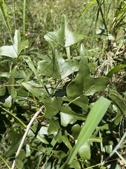 Erythrina humeana image