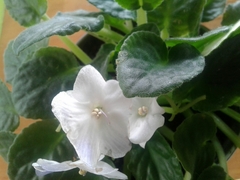 Streptocarpus ionanthus