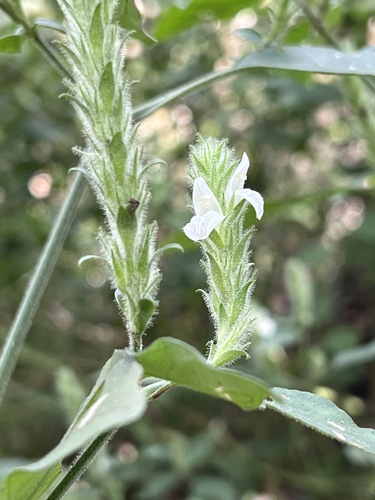 Isoglossa glandulosissima image