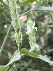 Image of Isoglossa glandulosissima