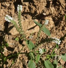 Heliotropium europaeum