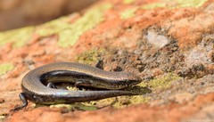 Panaspis wahlbergii