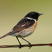European Stonechat - Photo (c) Blake Matheson, some rights reserved (CC BY-NC)