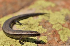 Panaspis wahlbergii