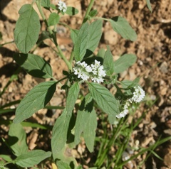 Heliotropium europaeum