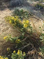 Solidago litoralis