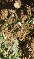 Heliotropium europaeum