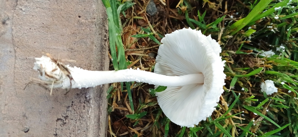 Leucocoprinus cretaceus · March 2023 · photo: © guille (iNaturalist, cc-by)
