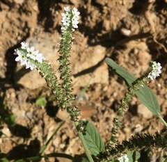 Heliotropium europaeum