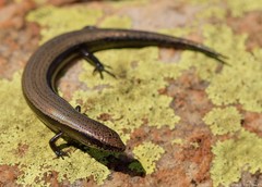 Panaspis wahlbergii