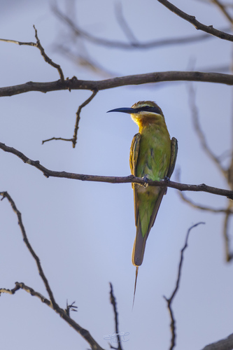 Olive Bee-eater
