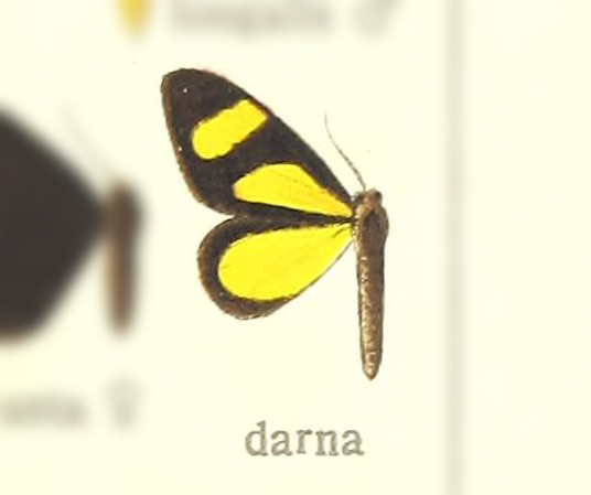 Paratyria darna
