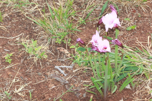 Zephyranthes robusta image