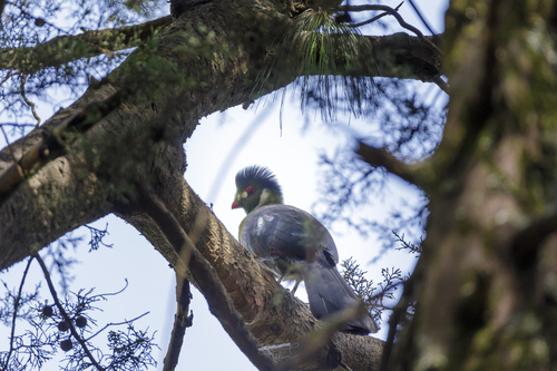 White-cheeked Turaco