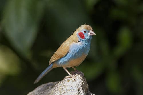 Red-cheeked Cordonbleu