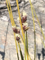 Hypodiscus synchroolepis