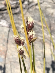Hypodiscus synchroolepis