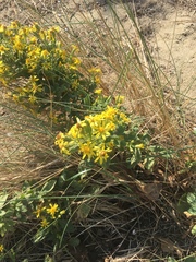Solidago litoralis