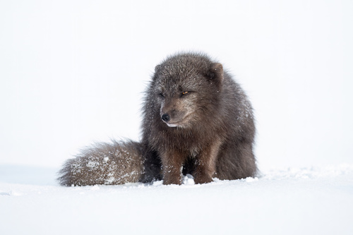 Arctic Fox