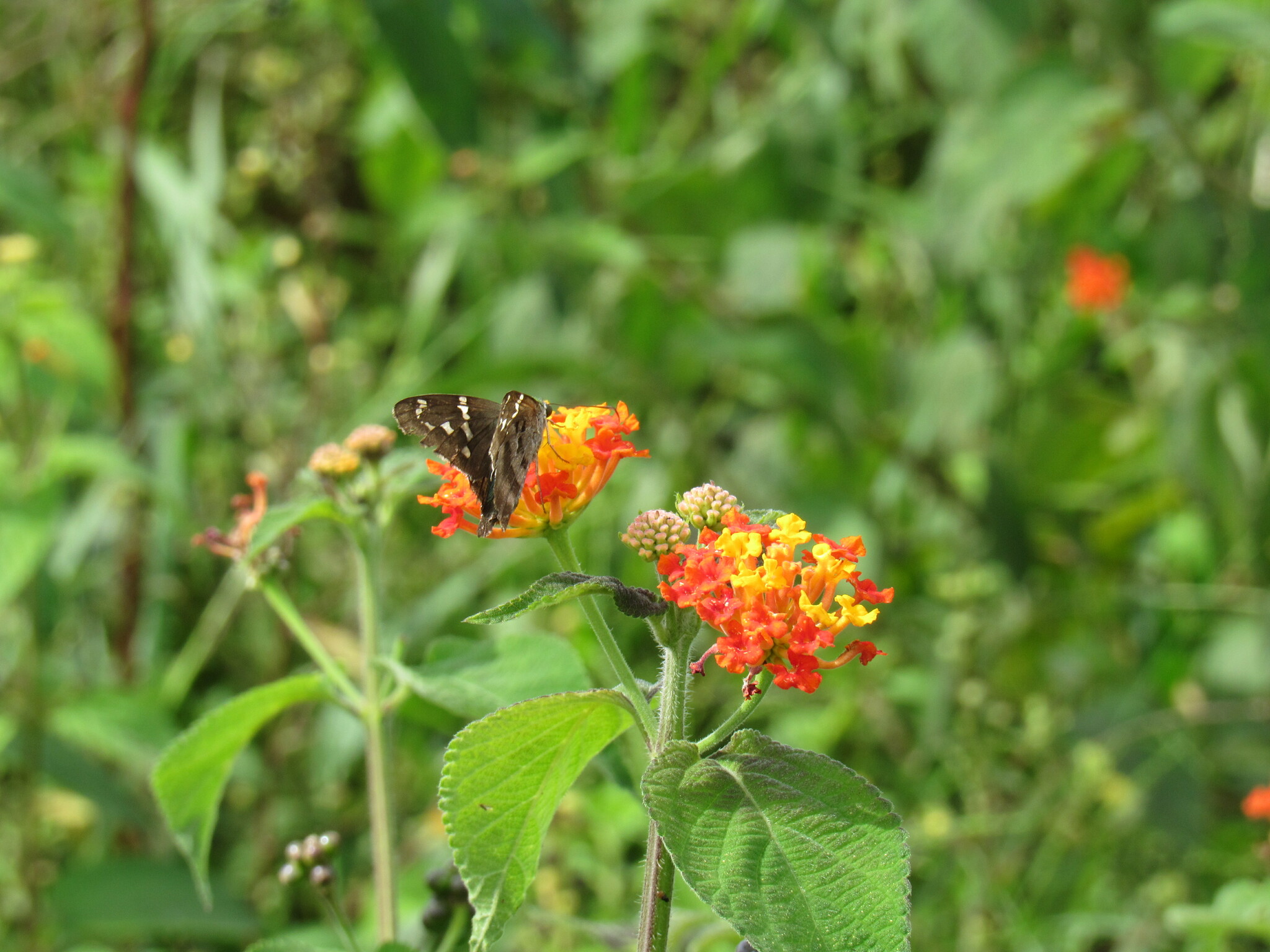 Lantana camara