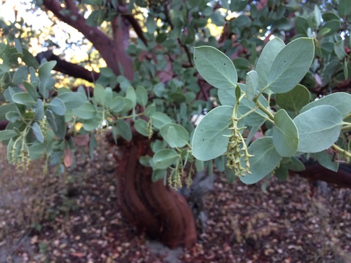 iNaturalist observation photo of Big Berry Manzanita