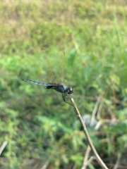 Urothemis edwardsii