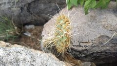 Opuntia setispina
