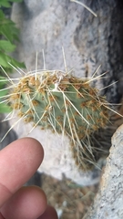 Opuntia setispina