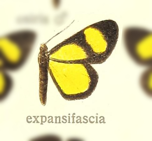 Cyllopoda expansifascia