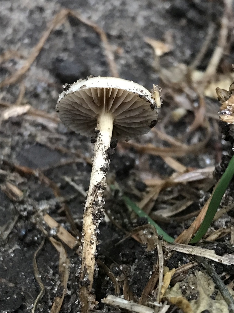 Agrocybe pediades · March 2023 · photo: © tutitah (iNaturalist, cc0)