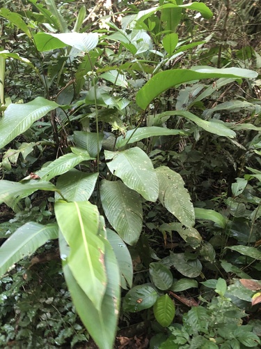 Goeppertia capitata (Goeppertia capitata)