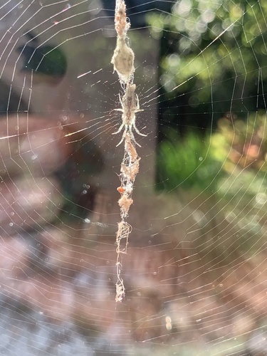Bifurcate Trashline Orbweaver photo 2