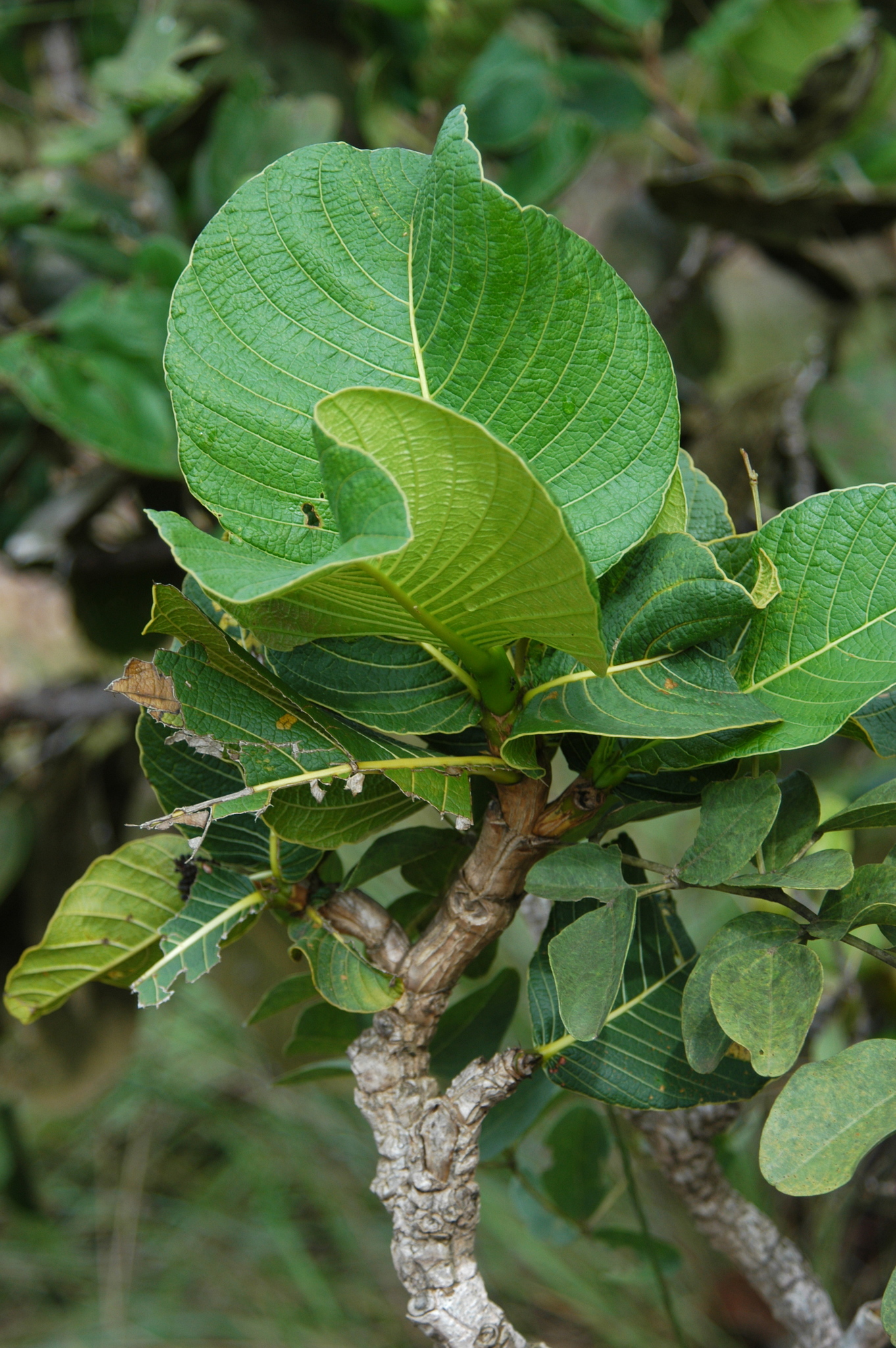 Palicourea rigida