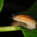 Roundback Slugs - Photo (c) Jason M Crockwell, some rights reserved (CC BY-NC-ND), uploaded by Jason M Crockwell