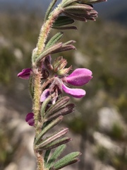 Indigofera rhodantha