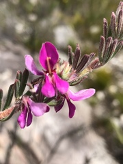 Indigofera rhodantha