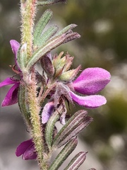 Indigofera rhodantha