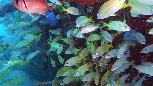 Scalyfin grunt (Haemulon squamipinna) — Haemulidae — 5