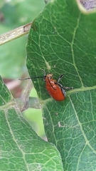 Platiprosopus denticollis