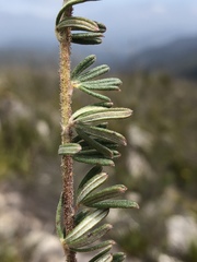 Indigofera rhodantha