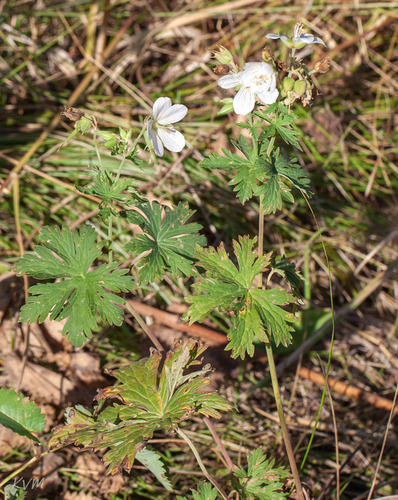 Meadow Crane's-bill (Geranium affine)