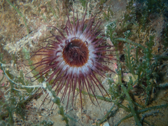 Cerianthus membranaceus