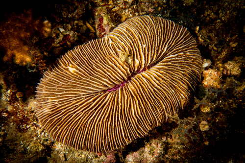 Pleuractis paumotensis observed 2023-02-13
