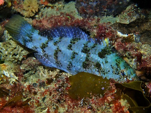 Brownspotted Wrasse